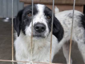 Zauberhafte Flurry sucht liebevolles Zuhause