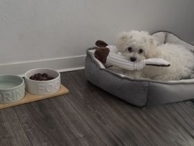 Malteser Welpe Barfi sucht liebevolles Zuhause