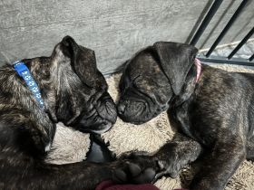 Presa Canario Welpen mit abstammung
