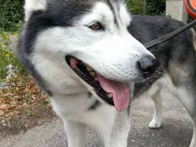 Husky