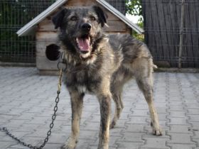 Menschenbezogener Sir Toby sucht liebevolles Zuhause