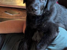 Labradorwelpe Rüde 13 Wochen alt