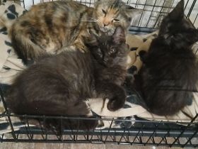 Kleiner schwarzer Maine-coon Kater
