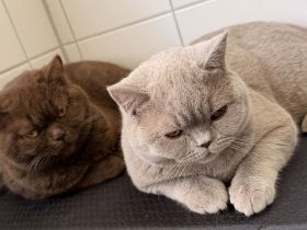 BKH Kater lilac 10 Monate alt