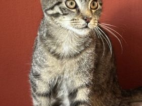 Maine Coon Mischlinge