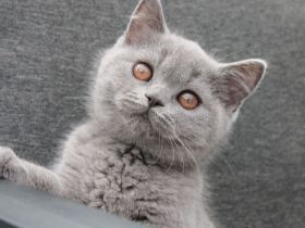 BKH Kitten mit Stammbaum  Kater