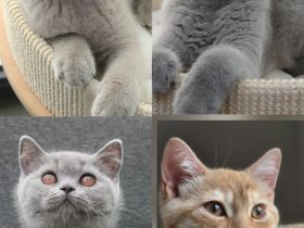 BKH Kitten mit Stammbaum  Kater