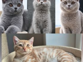 BKH Kitten mit Stammbaum  Kater