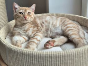 BKH Kitten mit Stammbaum  Kater