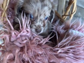 Zwergdackel -Chihuahua Welpen zu verkaufen