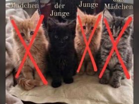 Wunderschöne Maine Coon Kitten suchen ein liebevolles Zuhause 🐾