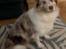 ❤️ Reinrassige Border-Collie-Hündin Lynka – Lilac Merle – mit RSCE/LOE-Ahnentafel