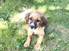 Willi sucht ein Zuhause