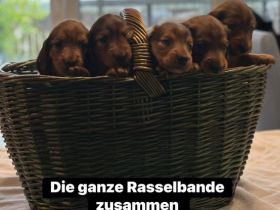 Standard Langhaar-Dackelwelpen