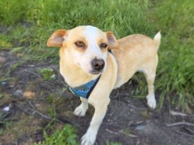 Jack Russel Mix Mädchen Jackie