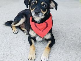 Pinscher Mix Gabi