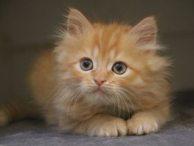 Sibirische Waldkatzen, Kitten, Katzenbaby, Kater, Katze