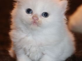 Sibirische Waldkatzen, Kitten, Katzenbaby, Kater, Katze