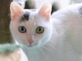 Mila, Einzelprinzessin