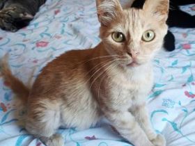 Leon, FIV positiv