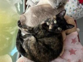 Meiga und Timido, FelV positiv
