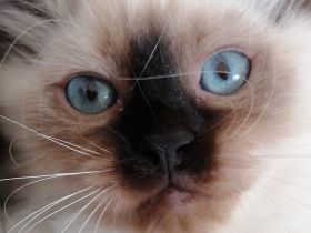 Bildschöner Ragdoll Birma Neva Mix Kitten, selten Chimäre Seal Tortie Lynx Mädel, Blaue Augen