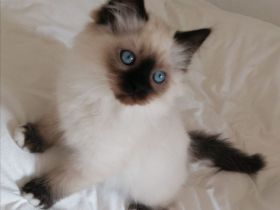 Bildschöner Ragdoll Birma Neva Mix Junge, selten Chimäre Seal Tortie Lynx Mädel, Blaue Augen