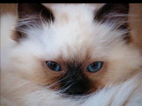 Zauberschöne Ragdoll Triple-Cross(3) fach mix Kitten Blaue Augen Tortie, Seal, zu verkaufen