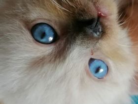 Bildschöne Ragdoll - Sibirische Mischlingskitten in Tortie Bicolor Red Mink Seal große Blaue Augen