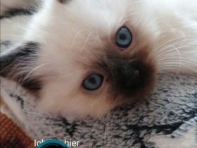 Zauberschöne Ragdoll Triple-Cross(3) fach mix Kitten Blaue Augen Tortie, Seal, zu verkaufen