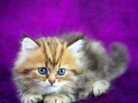 Nur noch 2! BLH Kitten mit Stammbaum, gechipt, voll geimpft