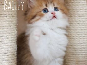 zuckersüsse BLH Kitten mit Stammbaum, gechipt, voll geimpft