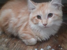 Maine-coon mixe