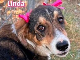 Linda, 03/26 - bezauberndes Mädel sucht Familie