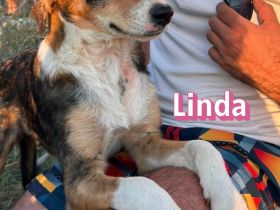 Linda, 03/26 - bezauberndes Mädel sucht Familie