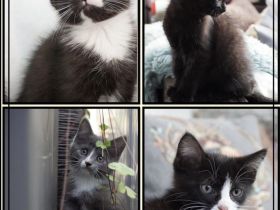Bezaubernde Maine Coon Mix Kätzchen