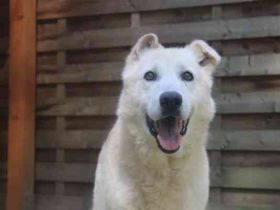 Dagobert, Schäferhundmix, geb. ca. 2014, lieber Senior, schon etwas tüddelig, su. ruhiges Zuhause