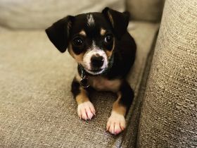 Süße Chihuahua-Welpen abzugeben – liebevolle Familien gesucht
