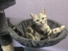 2x geimpfte Whiskas silver BKH Tabby Kater abgabebereit
