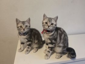 2x geimpfte Whiskas silver BKH Tabby Kitten abgabebereit