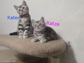 Bezaubernde Whiskas silver BKH Tabby Kitten