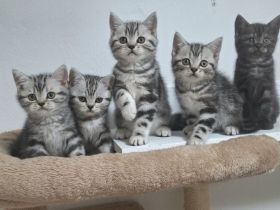 Bezaubernde Whiskas silver BKH Tabby Kitten