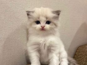 Ragdoll-Katze