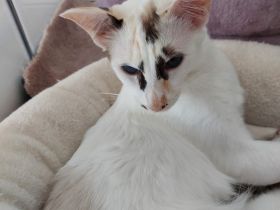 Balinesin seal tortie mit weiß