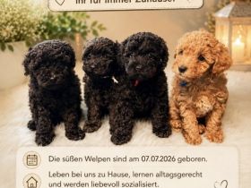 Toy Pudel Welpen
