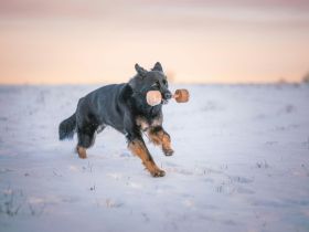 Altdeutsche Schäferhunde vom Spatzenberg