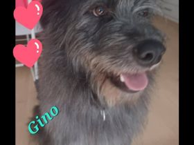 Gino sucht genau dich