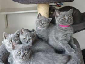 BKH Kitten/ Auszugsbereit