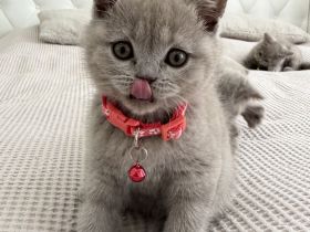 BKH Kitten in der Farbe Lilac suchen ein neues Zuhause -