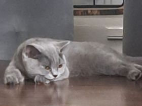 BKH Katze